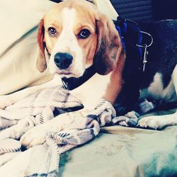 Close-up portrait of dog relaxing on bed