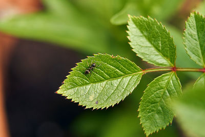 Close-up of green leaves