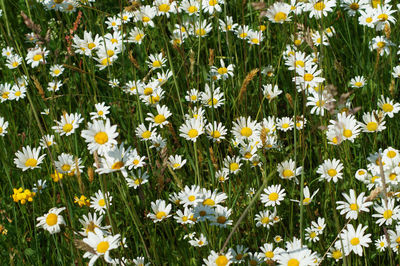 Close-up of white daisy flowers on field