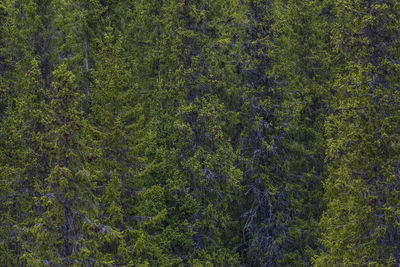 High angle view of pine trees in forest