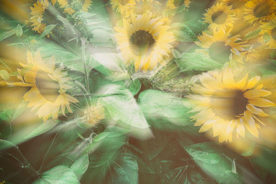 Full frame shot of yellow flowers