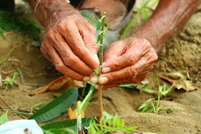 Close-up of hand holding plant