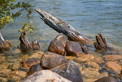 Driftwood on rock by lake