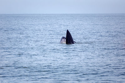 View of swimming in sea