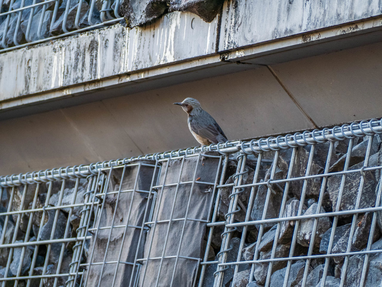 BIRD PERCHING ON METAL WALL