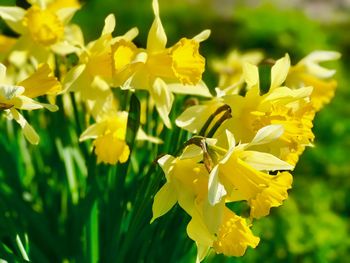 Close-up of yellow flowering plant