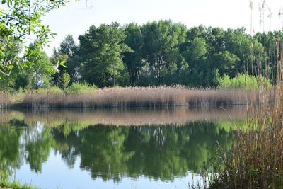 Reflection of trees in lake against sky