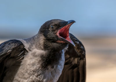 Young crow fledgling calling for food