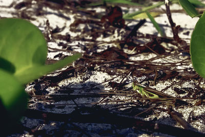 Close-up of plant