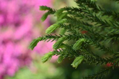 Close-up of plant growing on tree