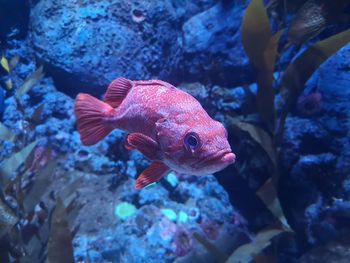 Fish swimming in sea