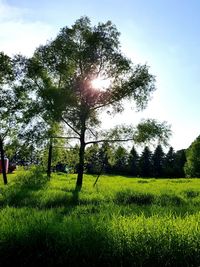 Trees growing on field against sky