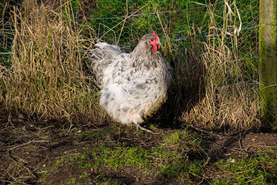 View of a bird on land