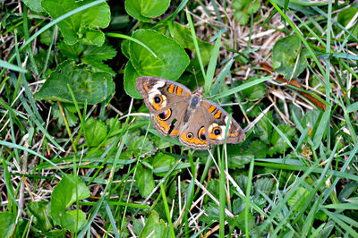 High angle view of butterfly on plant