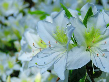 Close-up of white flowers blooming on tree