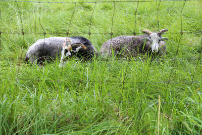 Sheep relaxing on field