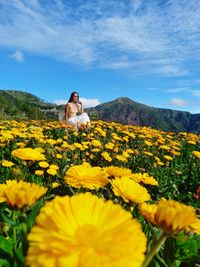 Close-up of yellow flowering plants on field against sky