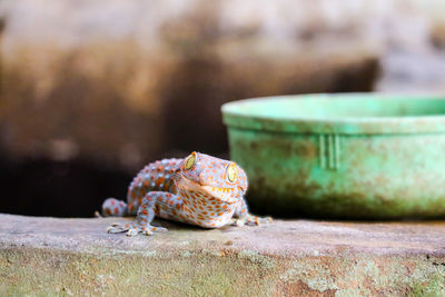 Close-up of lizard on rock