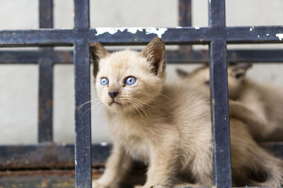 Cat looking through metal fence