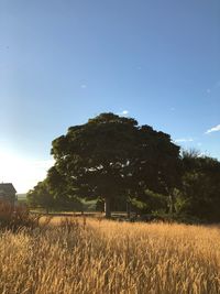 Trees on field against blue sky