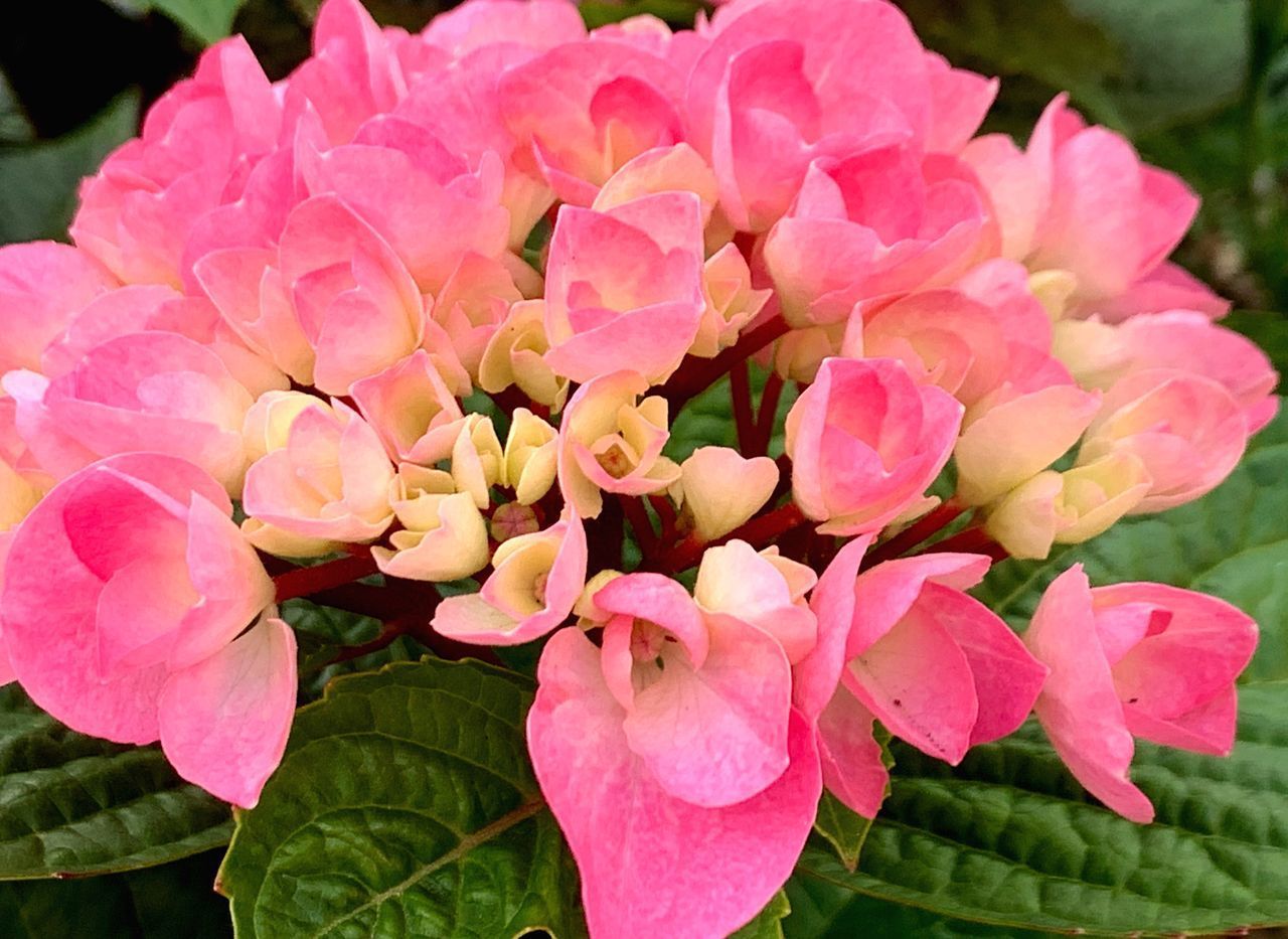 CLOSE-UP OF PINK FLOWERS