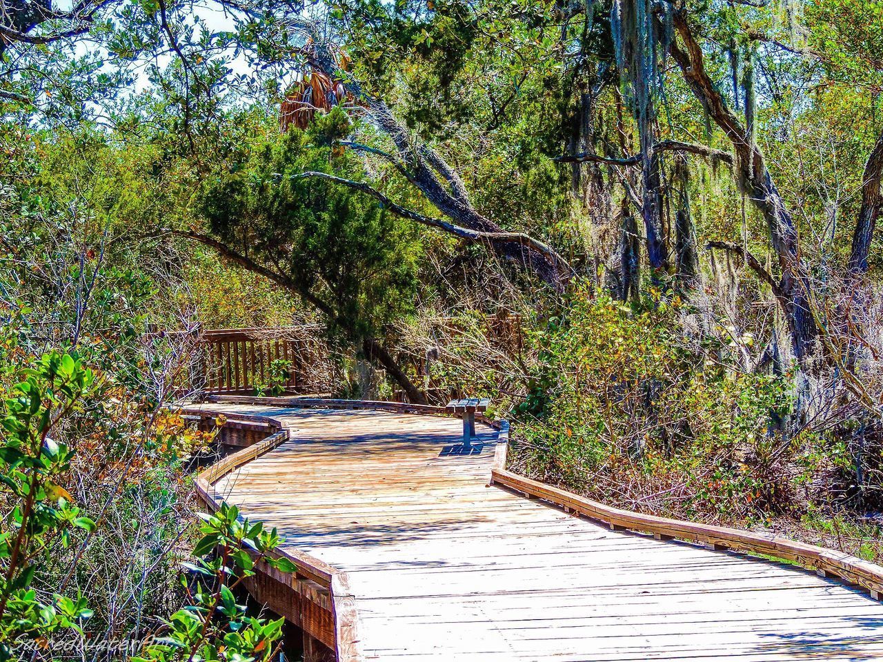 FOOTBRIDGE AMIDST TREES IN FOREST