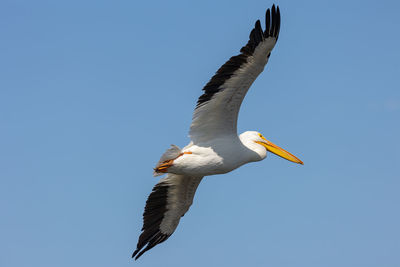 Low angle view of white pelican flying