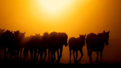 Silhouette horses on field against orange sky