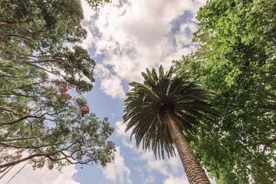 Low angle view of palm trees against sky