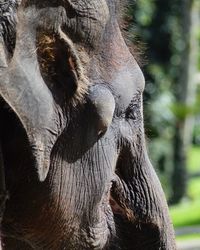 Close-up of elephant