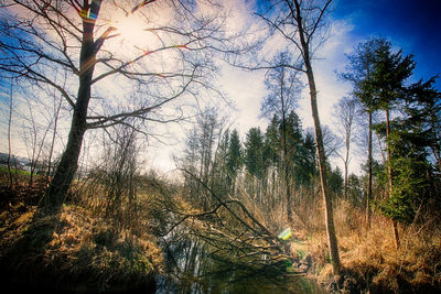 Trees in forest against sky