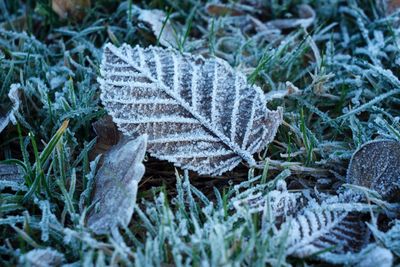 Close-up of frozen mushroom on field during winter