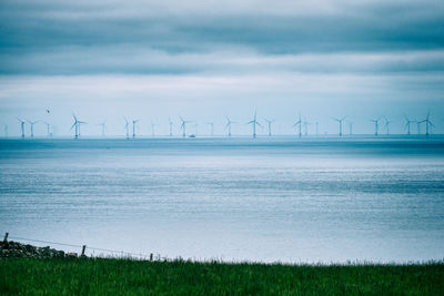 Lots of wind turbines on the sea with green grass in foreground and a flying bird passing by