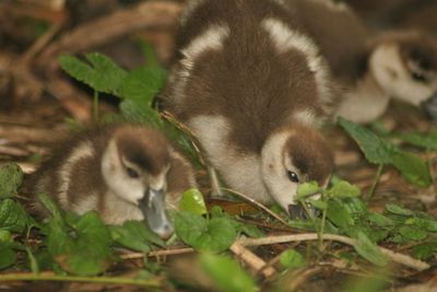 Close-up of ducklings on field