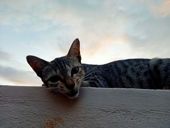 animal