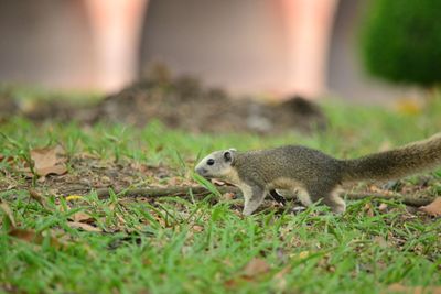 Squirrel on a field