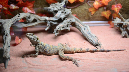 Close-up of lizard