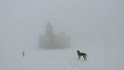 Close-up of dog