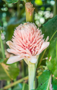 Close-up of pink flower