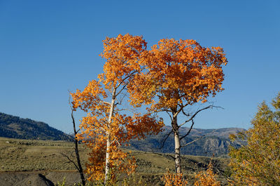 View of autumnal tree against clear sky