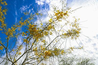 Low angle view of flowering plant against sky