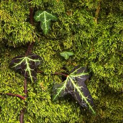 Plants growing on field