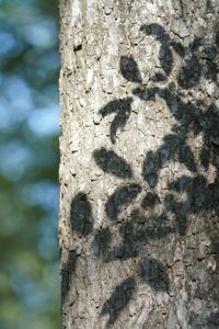 Close-up of tree trunk