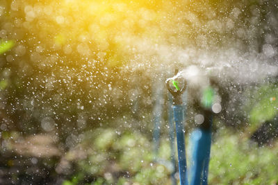 Water drops on plants against trees