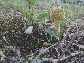 Close-up of dry plants in forest