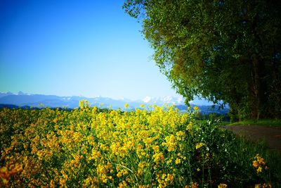 Yellow flowering plants on field against clear sky
