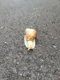 Close-up of snail on road