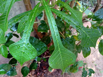 High angle view of raindrops on leaves