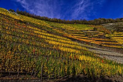 Scenic view of vineyard against sky