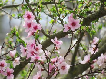 Close-up of pink cherry blossom